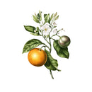 Bear Good Fruit Washed T-Shirt