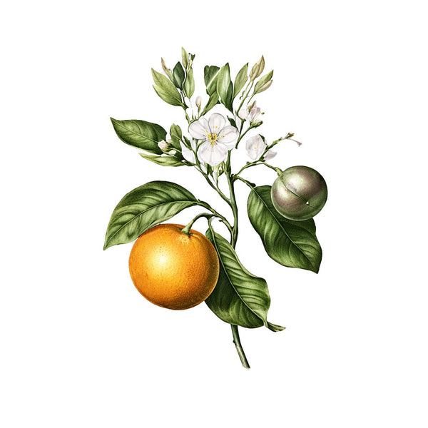 Bear Good Fruit Washed T-Shirt